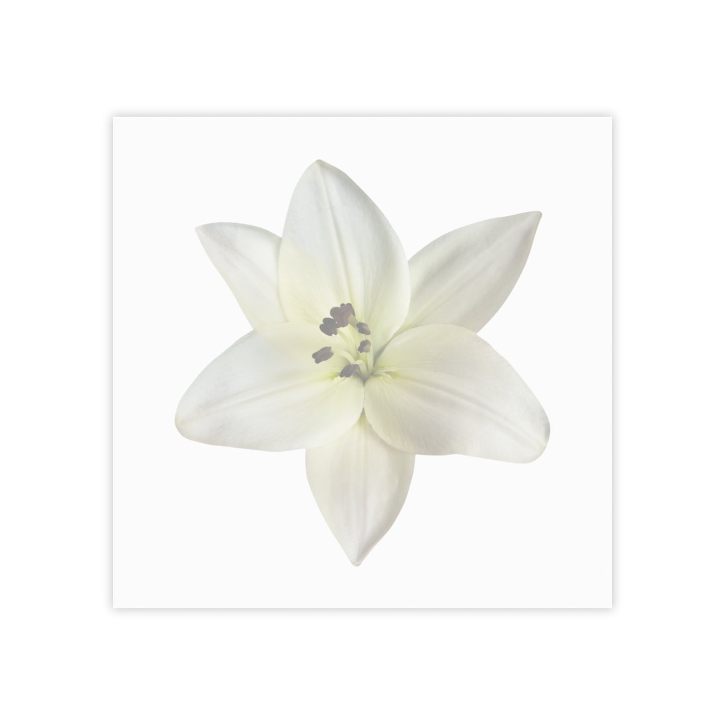 Lily Anne Post-it® Note Pads